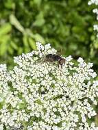 Image of Eristalis saxorum Wiedemann 1830