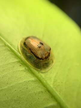 Tapinaspis resmi