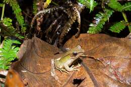 Image of White-lipped frog