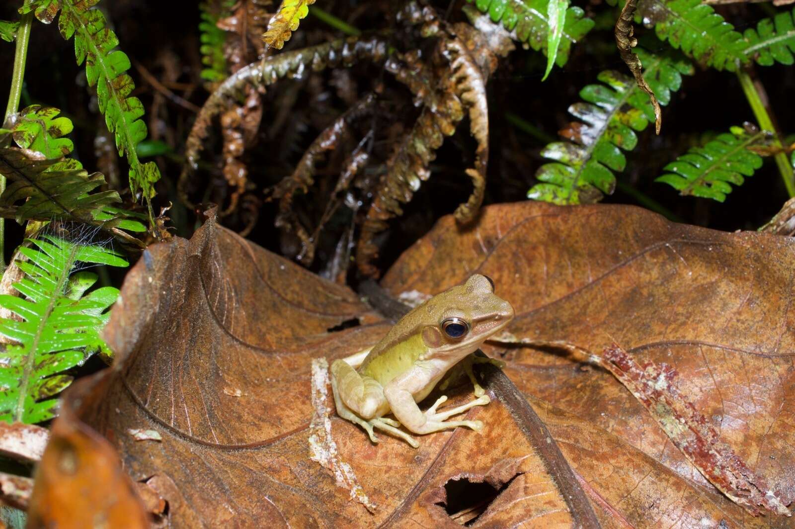 Image of White-lipped frog