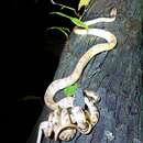 Image of Atayal Slug-eating Snake