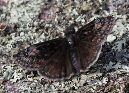 Image of Columbine Duskywing