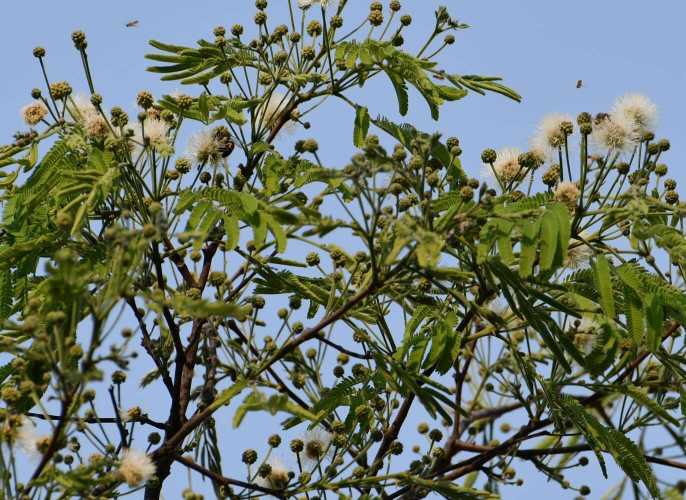 Plancia ëd Leucaena diversifolia (Schltdl.) Benth.