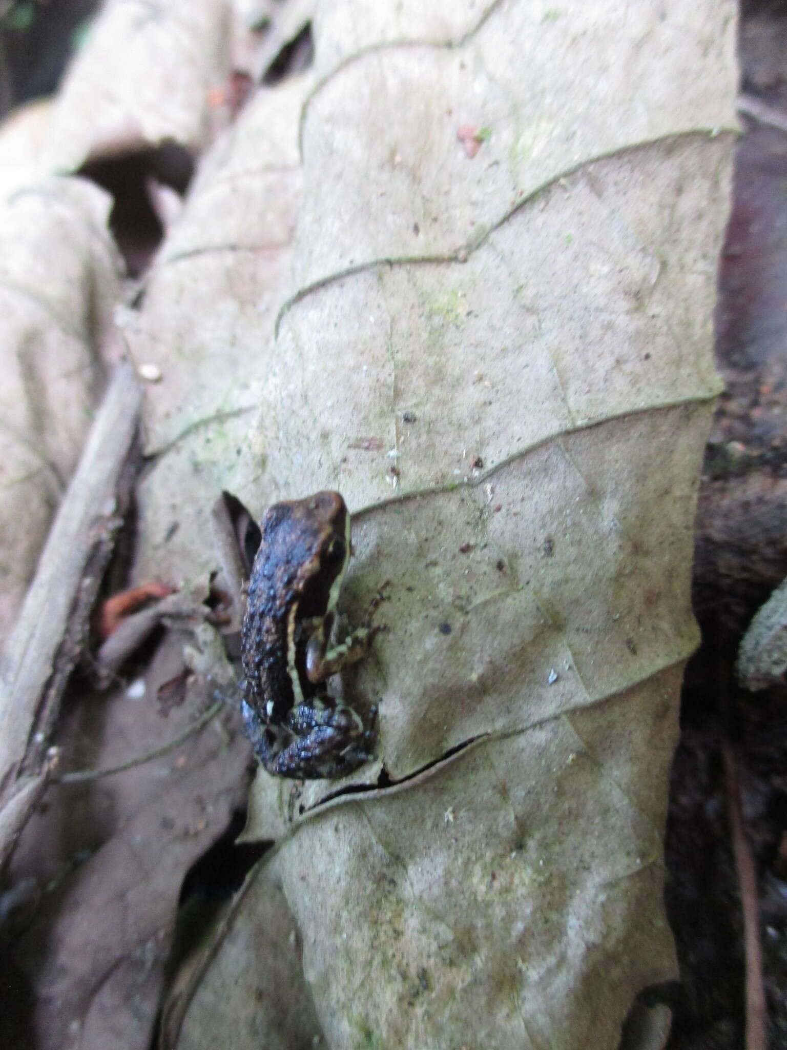 Image of Marbled Poison Frog