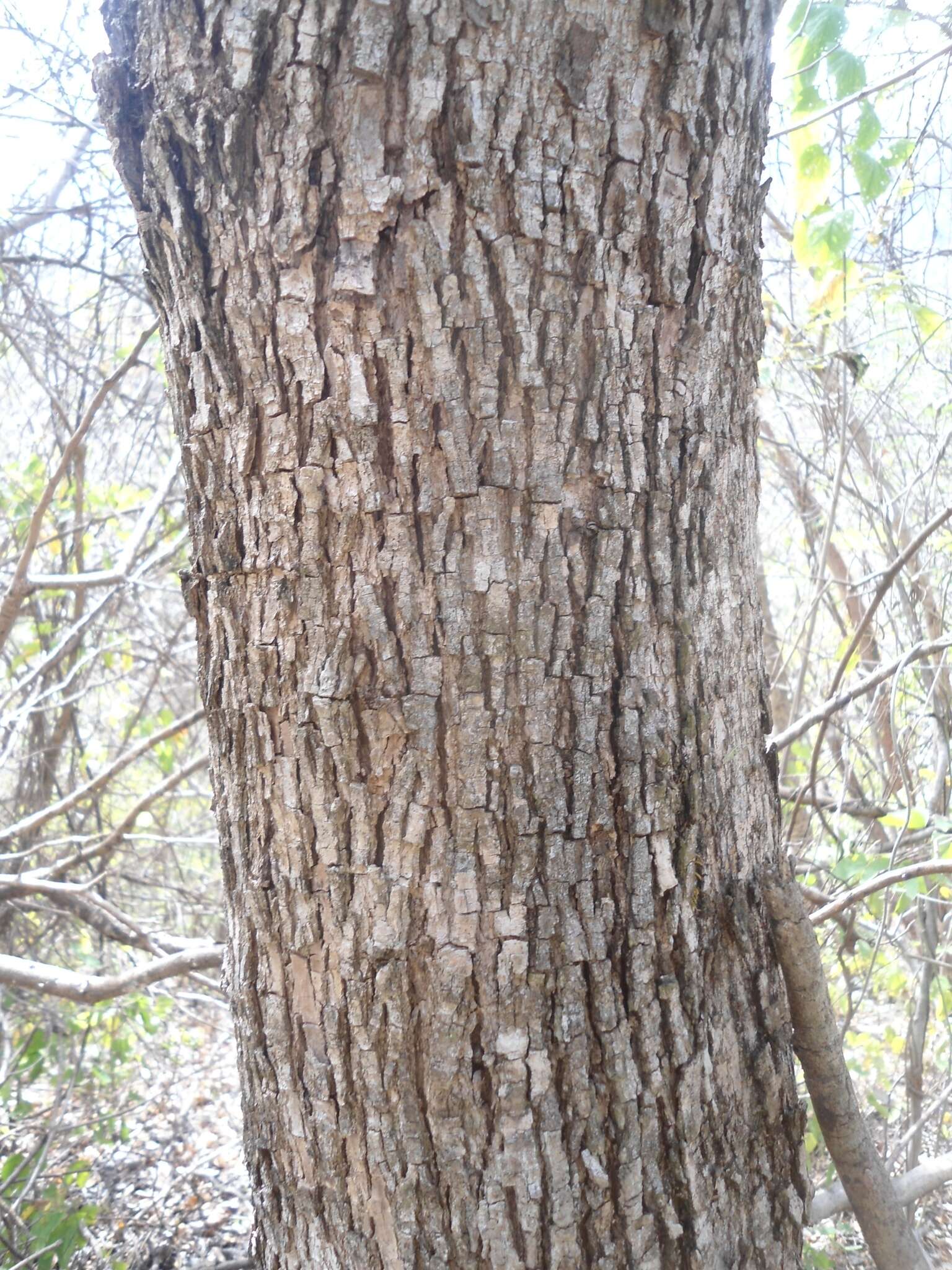 Image de Cordia gerascanthus L.