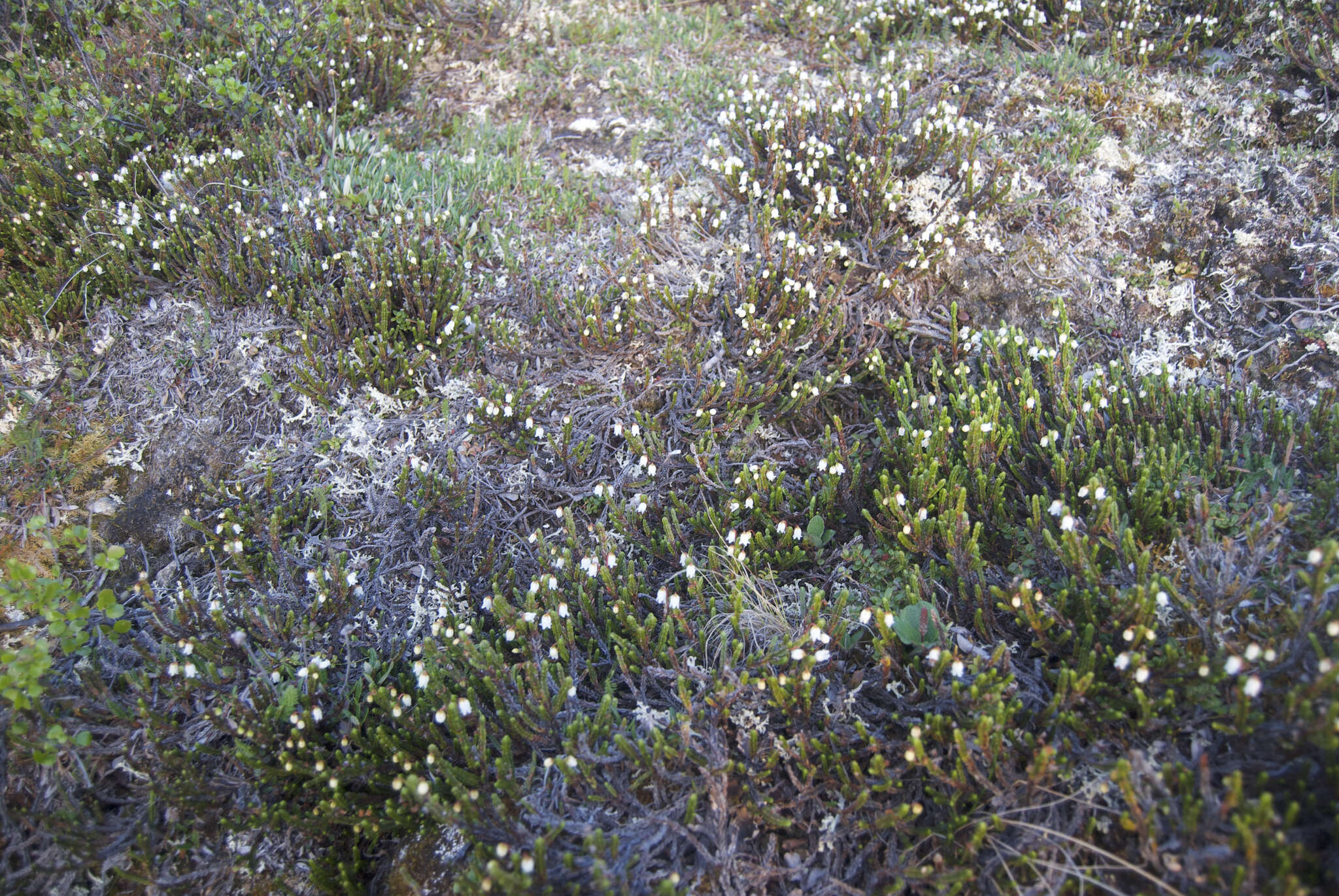 Image of white arctic mountain heather