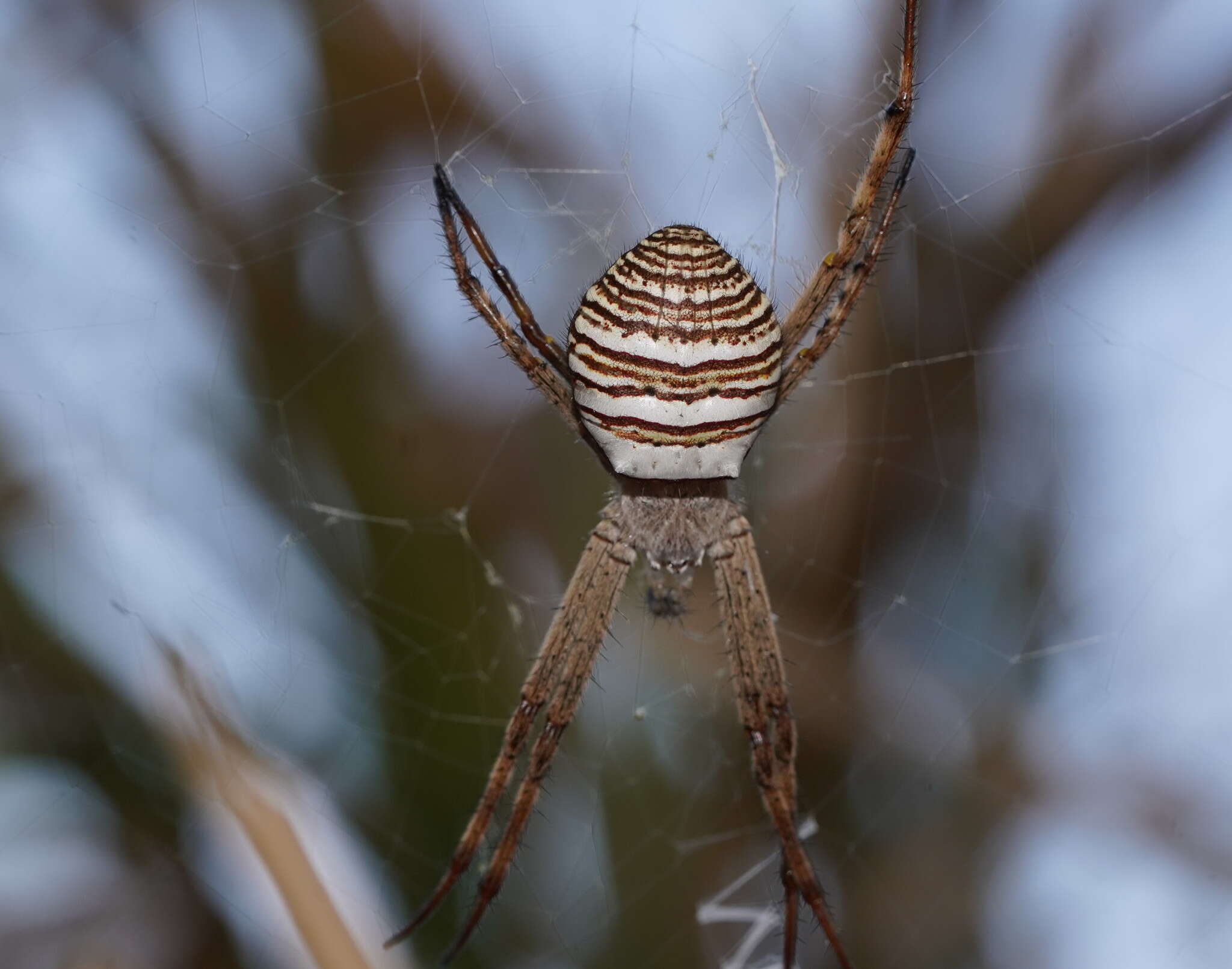 Image de Argiope magnifica L. Koch 1871