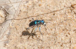 Image of Cicindela (Cicindelidia) rufiventris cumatilis Le Conte 1851