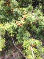 Image of Prickly Juniper