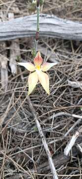 Image of Caladenia spectabilis Hopper & A. P. Br.