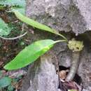 Image of Euphorbia denisiana var. ankarensis