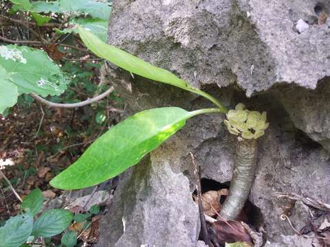 Image of Euphorbia denisiana Guillaumin