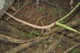 Image of Anthurium brownii Mast.