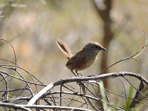 Image of Kalkadoon Grasswren