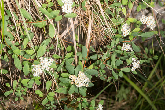 Слика од Spiraea decumbens Koch