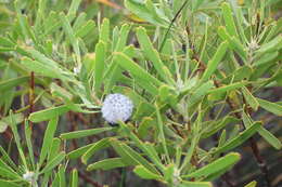 Image of Leucospermum truncatum (Buek ex Meissn.) Rourke