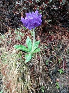 Plancia ëd Primula macrophylla D. Don