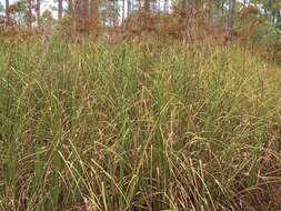 Image of Jamaica swamp sawgrass