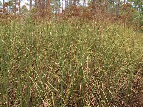 Imagem de Cladium mariscus subsp. jamaicense (Crantz) Kük.