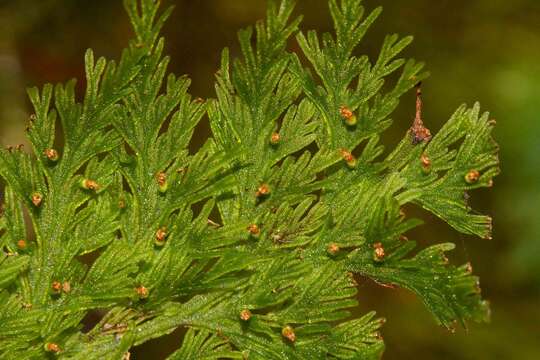 Слика од Abrodictyum flavofuscum (v. d. Bosch) Ebihara & K. Iwats.