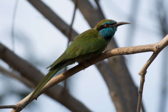 Image of <i>Merops cyanophrys</i>