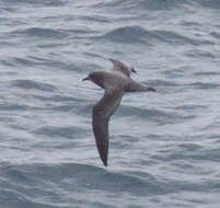 Image of Murphy's Petrel