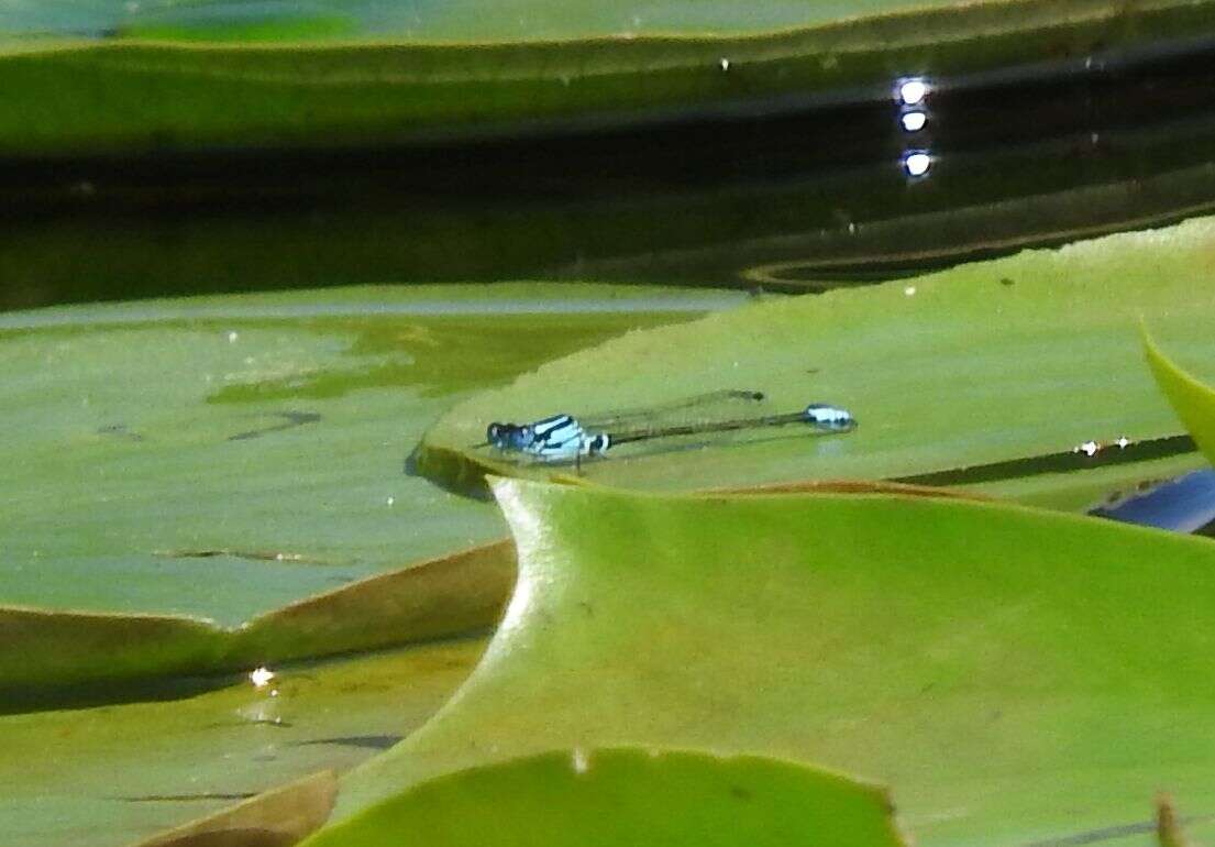 Image of Lilypad Forktail