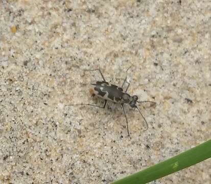 Sivun Ellipsoptera puritana (G. Horn 1871) kuva