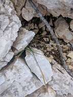 صورة Poa alpina subsp. vivipara (L.) Tzvelev