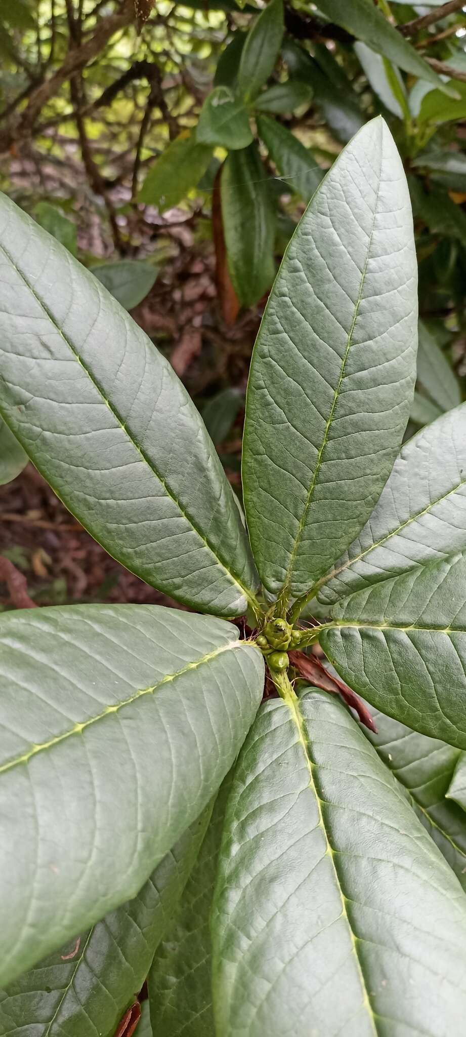 Image of Rhododendron barbatum Wall. ex G. Don