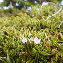 Gentianella magellanica (Gaudich.) Fabris resmi