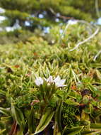 Image of Gentianella magellanica (Gaudich.) Fabris