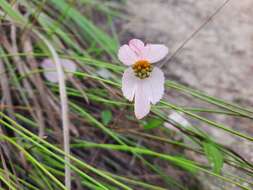 Image of Dalechampia schippii Standl.