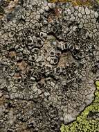 Image of alpine bellemerea lichen