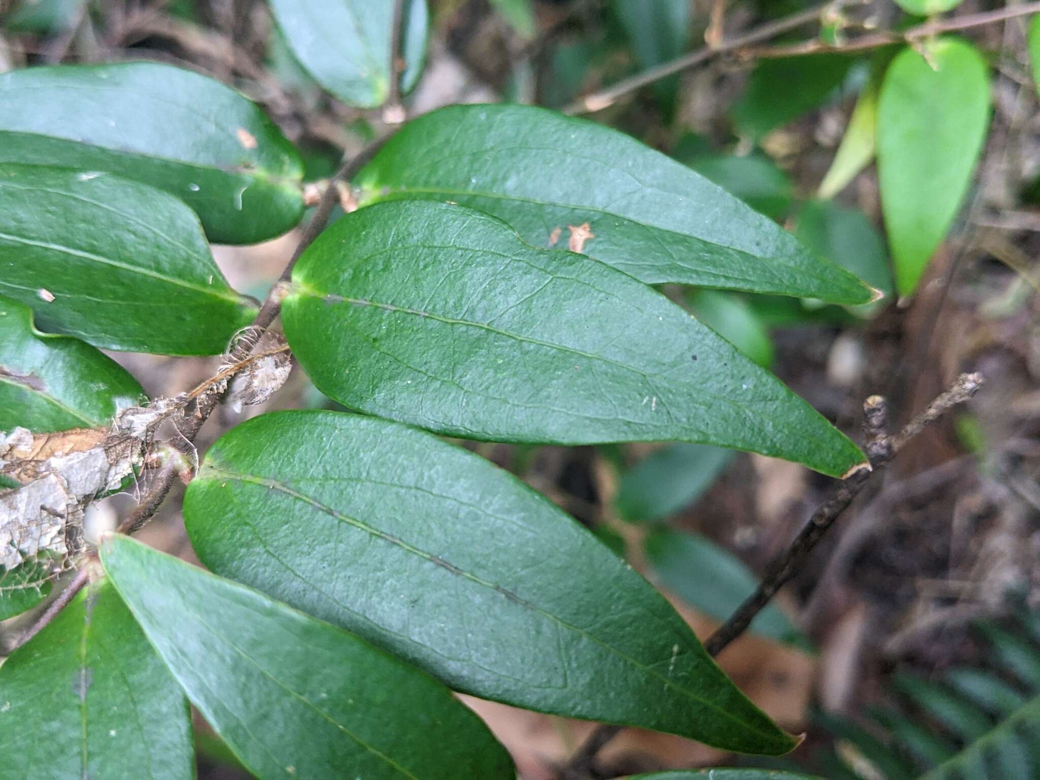 Image of Ripogonum fawcettianum F. Muell. ex Benth.