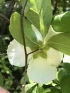 Imagem de Stewartia malacodendron L.