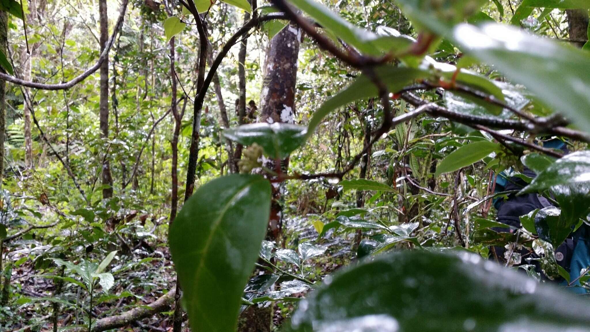 Image de Psorospermum chionanthifolium Spach