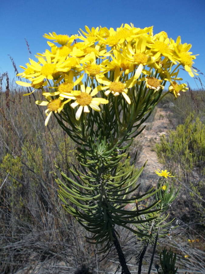 Image of Euryops rehmannii Compton