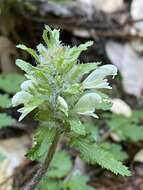 Image of Dudley's lousewort