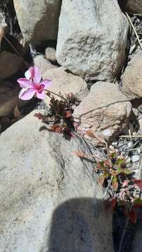 Image of Pelargonium burgerianum J. J. A. Van der Walt