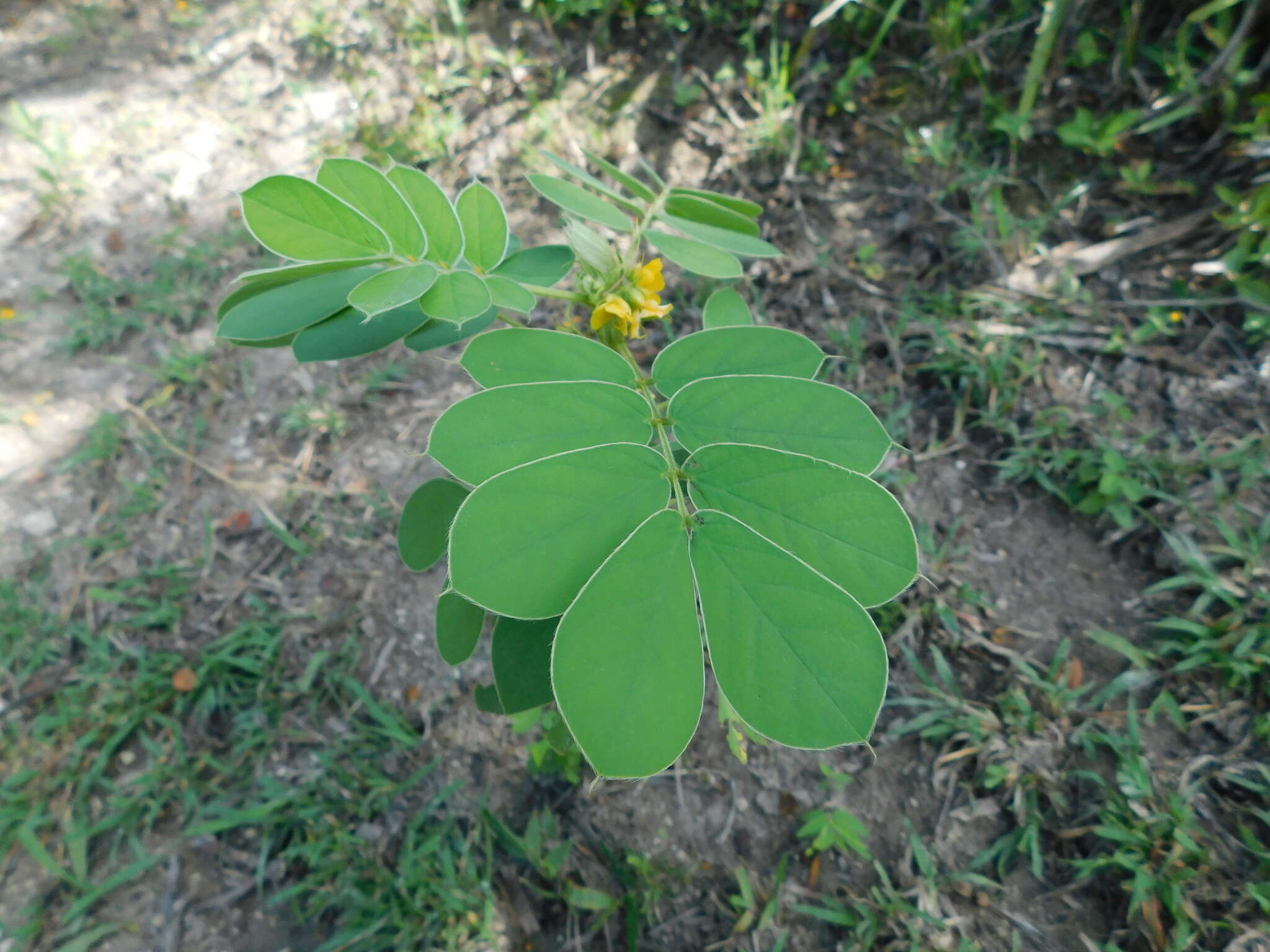 Image of oneleaf senna