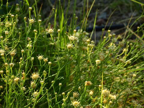 Image of Baccharis darwinii Hook. & Arn.