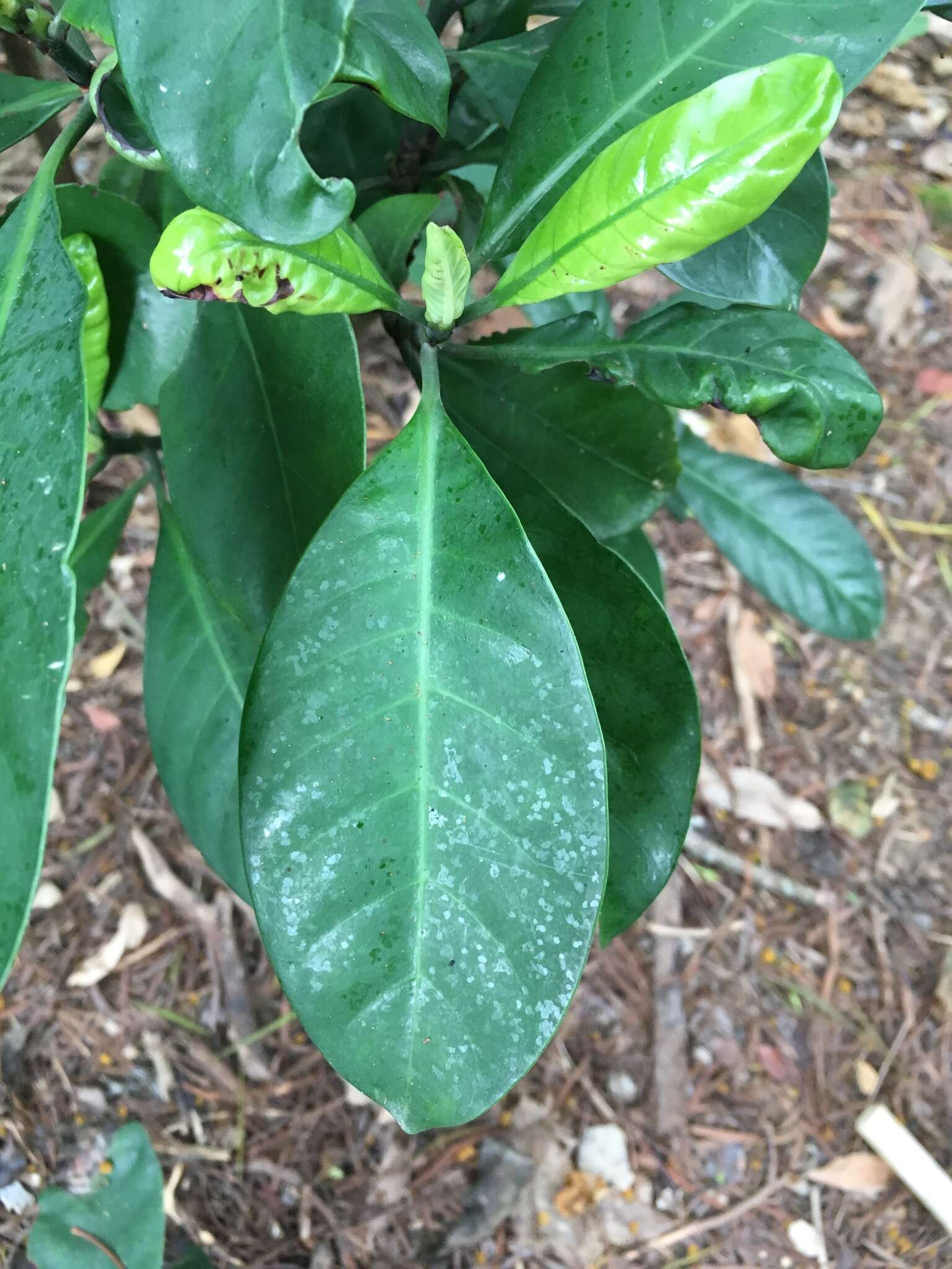 Image of Psychotria asiatica L.