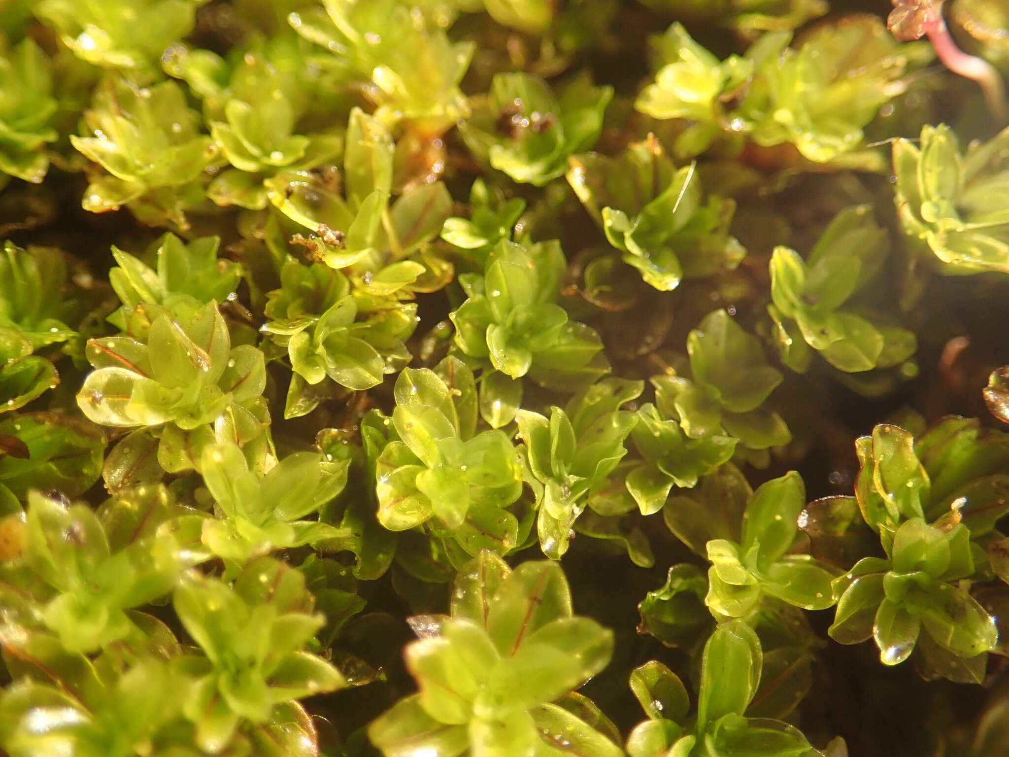 Image of crumia moss