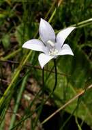 صورة Wahlenbergia undulata (L. fil.) A. DC.