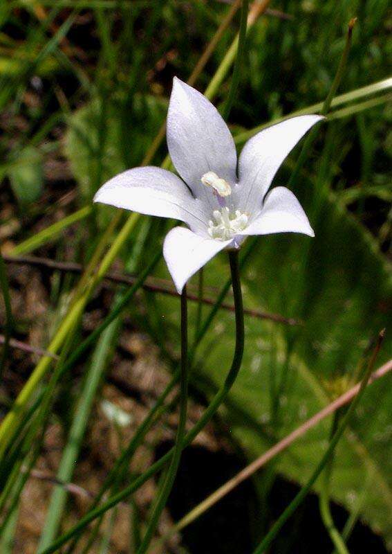 صورة Wahlenbergia undulata (L. fil.) A. DC.