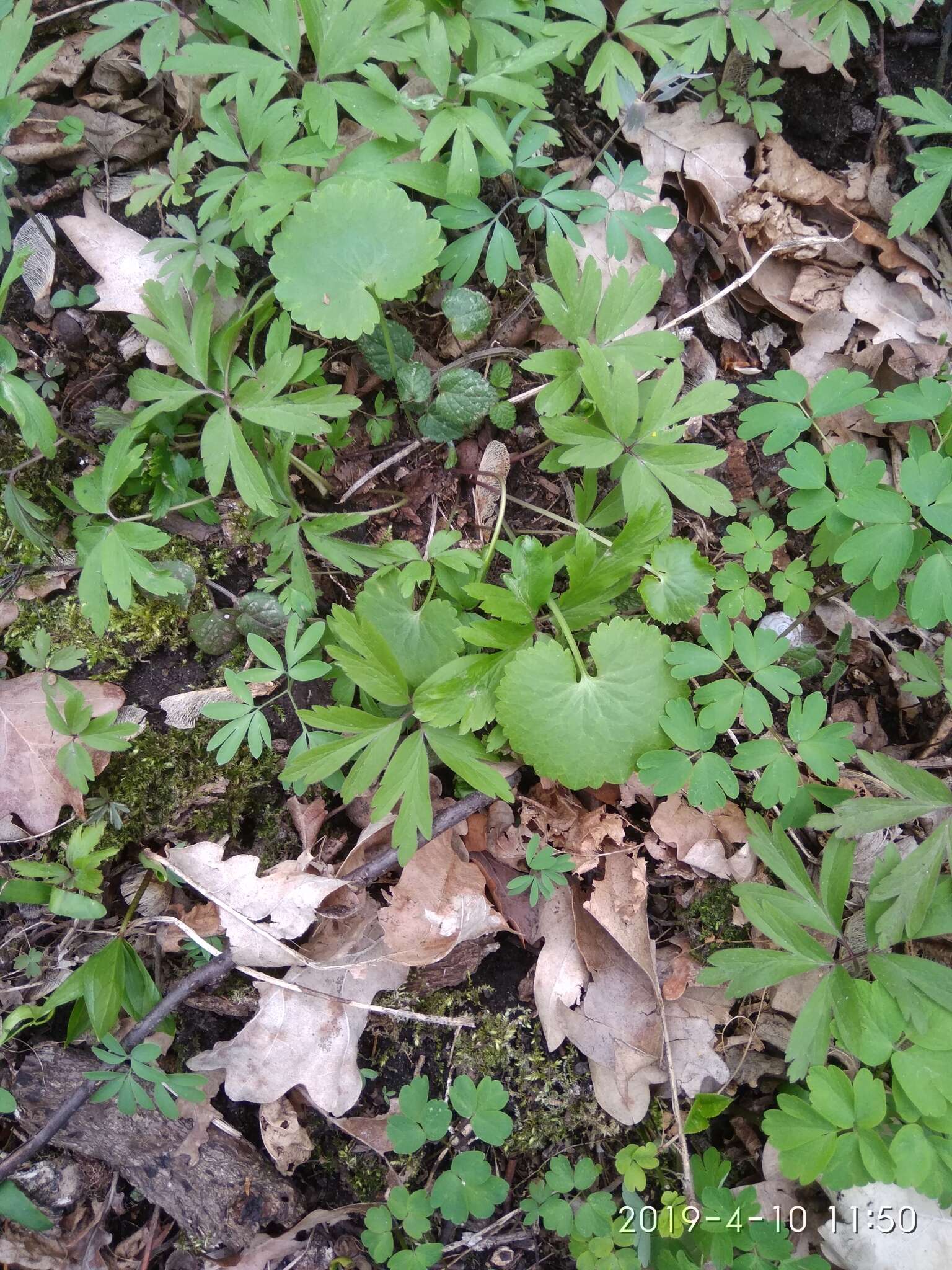 Image de Ranunculus cassubicus L.