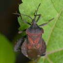 Image of Piezogaster auriculatus (Stål 1862)