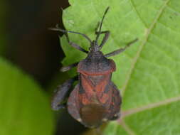 Image of Piezogaster auriculatus (Stål 1862)