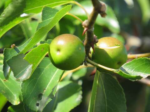 Image of Buffalo thorn